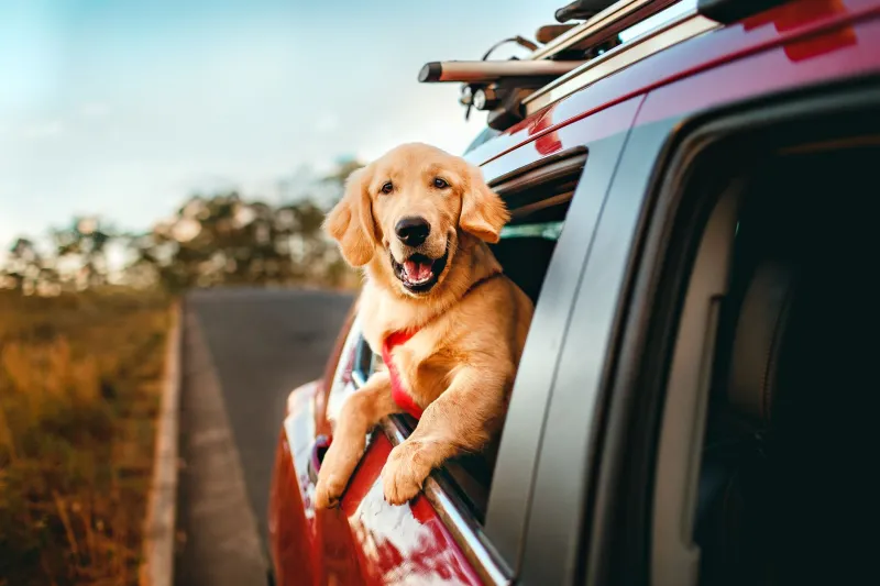 Miles as Mentors: The Surprising Things Road Trips Actually Teach Your Kids